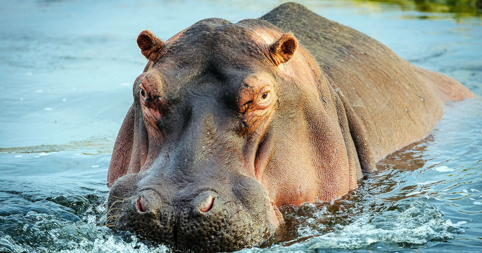 Бегемоты и татаро-монгольское иго