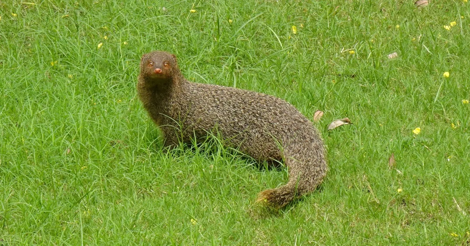 Мангуст и сволочь