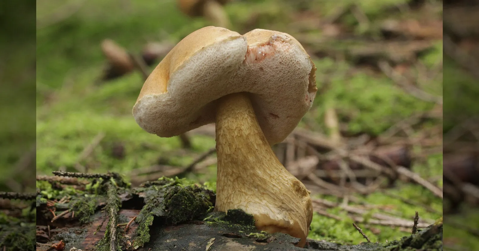 Жёлчный пролетариат